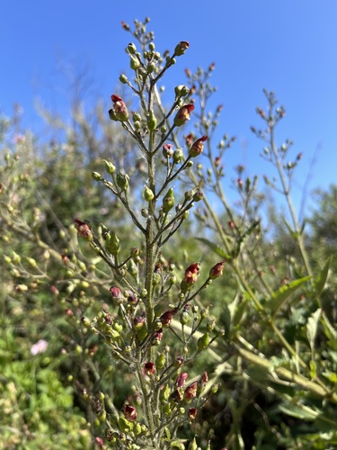 iNaturalist observation photo of California beeplant