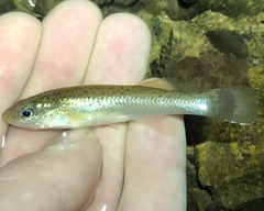 Fundulus stellifer