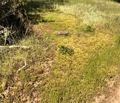 Leptosiphon acicularis