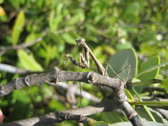 Stagmomantis floridensis