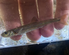 Notropis spectrunculus