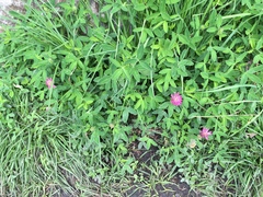 Trifolium medium