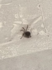 Amblyomma americanum