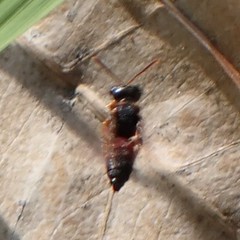 Cerceris blakei