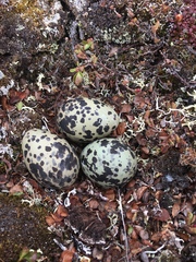 Charadrius morinellus