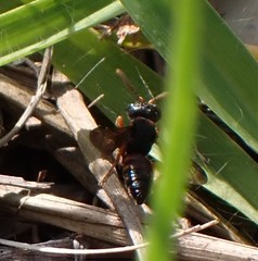 Cerceris blakei