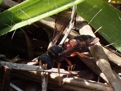 Cerceris blakei