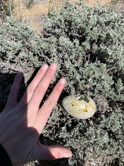 Centrocercus urophasianus