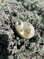 Centrocercus urophasianus