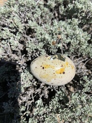 Centrocercus urophasianus