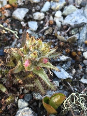 Pedicularis hirsuta
