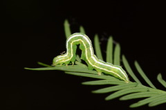 Cutina distincta