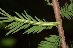 Cutina distincta