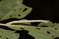 Eulithis diversilineata