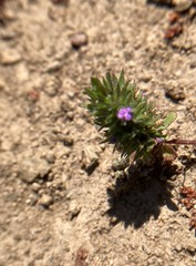 Pogogyne serpylloides