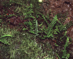Asplenium hobdyi