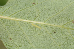 Hypsoropha hormos