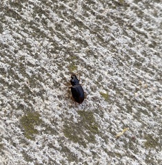 Stenolophus ochropezus