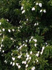 Mussaenda pubescens