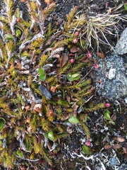 Harrimanella hypnoides