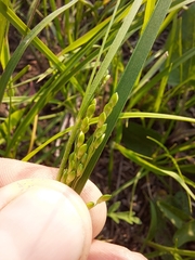 Dichanthelium perlongum