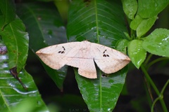 Hypopyra vespertilio