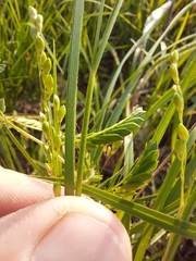 Dichanthelium perlongum