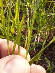 Dichanthelium perlongum