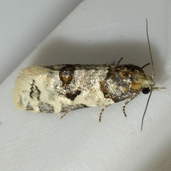 Henricus infernalis