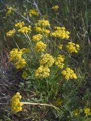 Lomatium austiniae