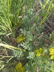 Lomatium austiniae