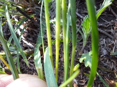 Dichanthelium perlongum