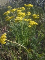 Lomatium austiniae