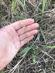 Carex siccata
