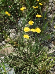 Hypochaeris radicata