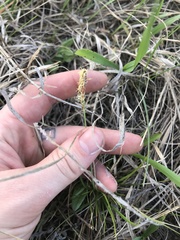 Carex siccata