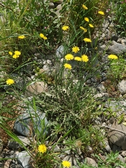 Hypochaeris radicata