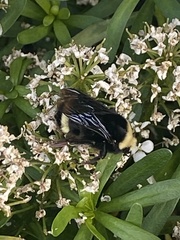 Bombus