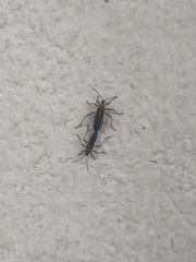 Stenomacra marginella