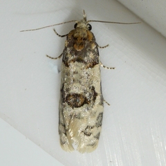Henricus infernalis