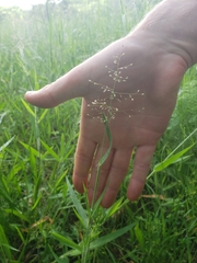 Dichanthelium villosissimum