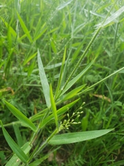 Dichanthelium villosissimum