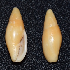Probata barbadensis