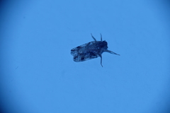 Cixiosoma bonaerense
