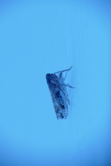 Cixiosoma bonaerense