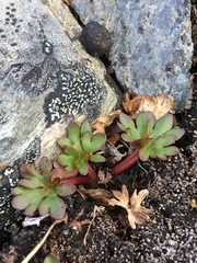 Ranunculus glacialis