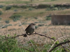 Prunella modularis occidentalis