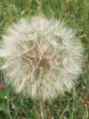 Tragopogon pratensis