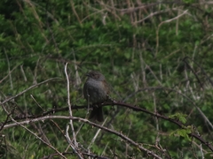 Prunella modularis occidentalis