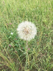 Tragopogon pratensis